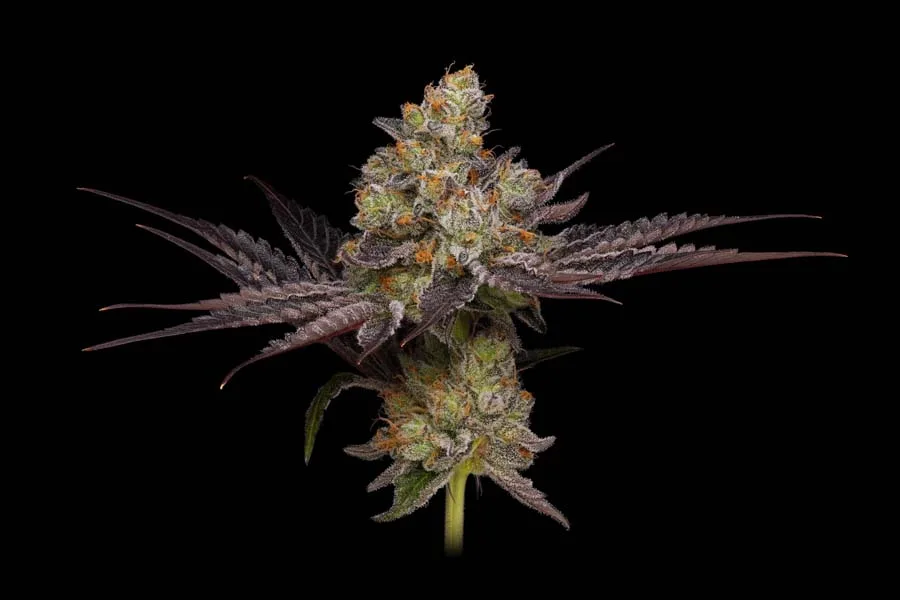 Purple Afghan Kush (Reg)