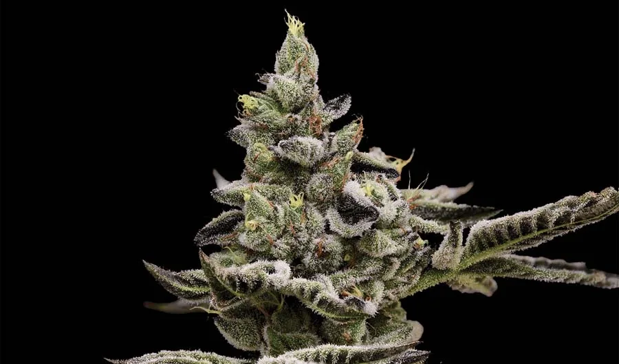Platinum Affie 78 (Reg)
