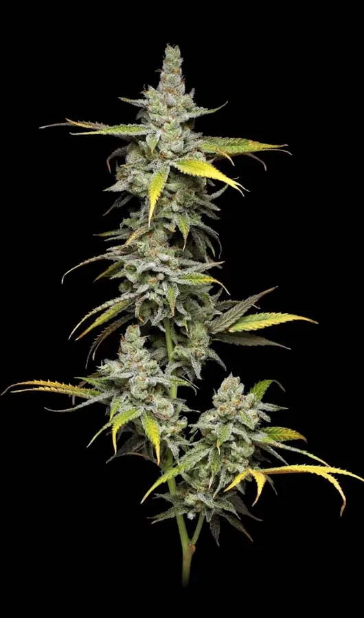 Super Blue Haze (Fem)