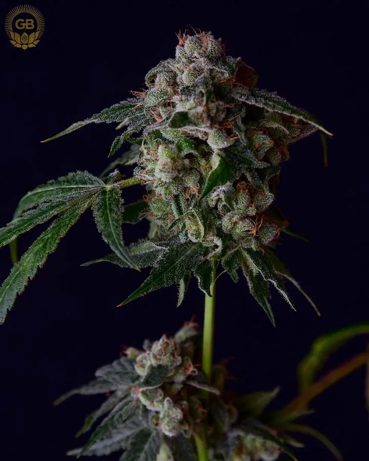SBSE OG (Reg)