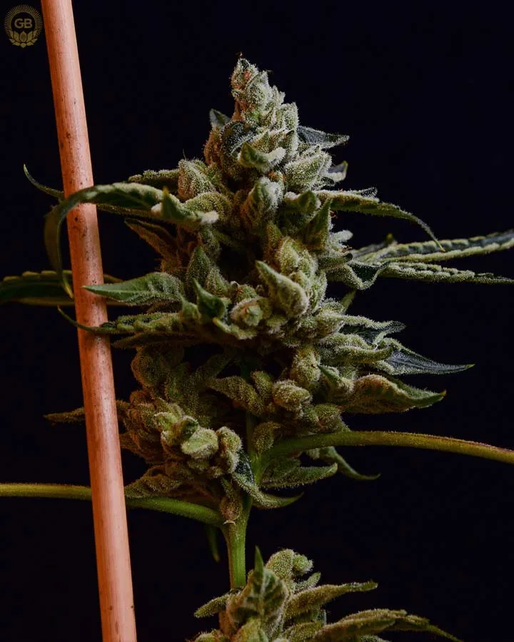 Sour Illusion (Reg)