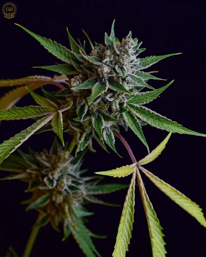 Sour Affie (Reg)
