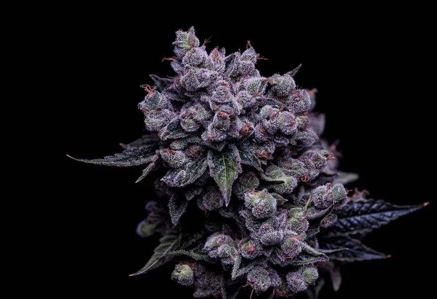 Tenzin Haze 4 (Fem)