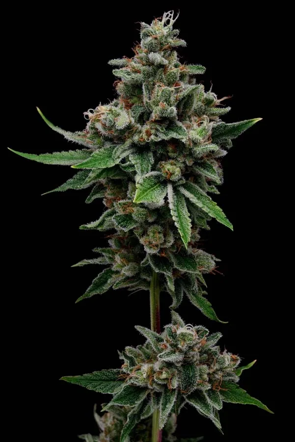 Tenzin Haze 2 (Fem)