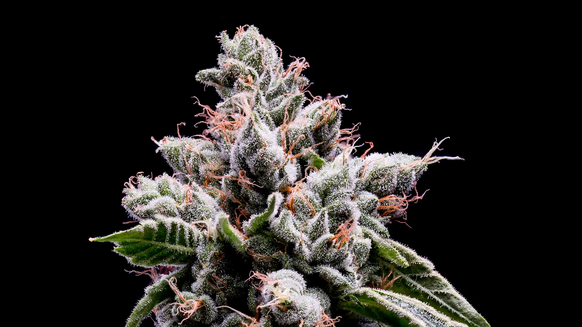 OG Kush: The Legend, The Lift, The Legacy