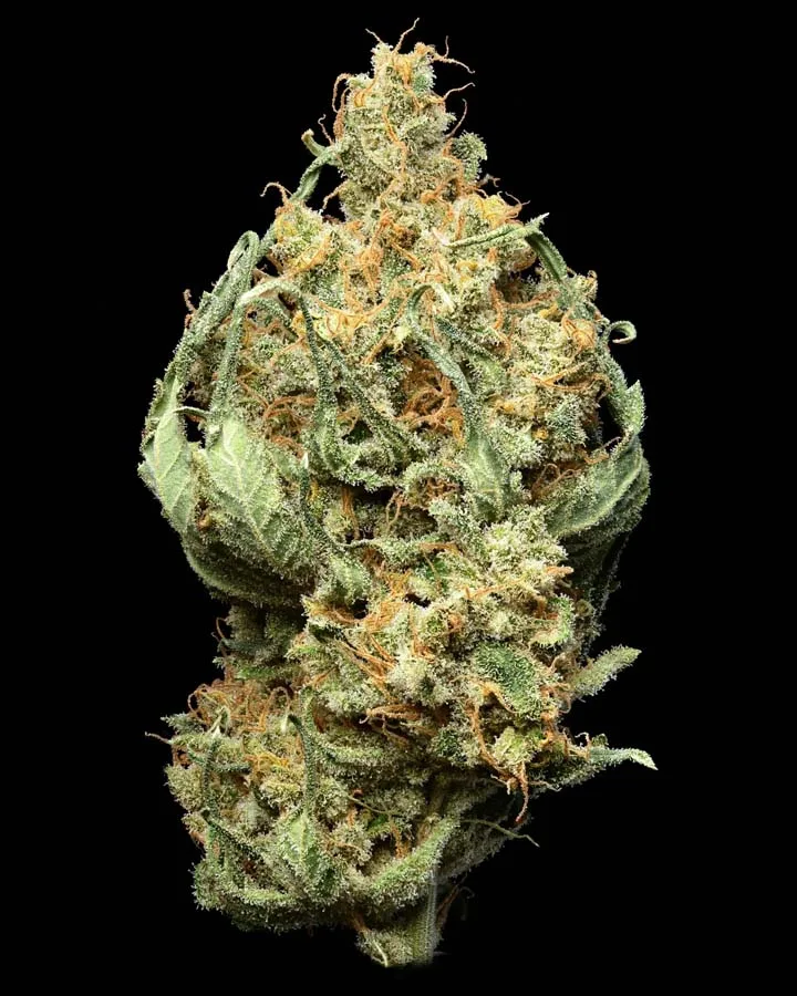 Hazy Laotian (Fem)
