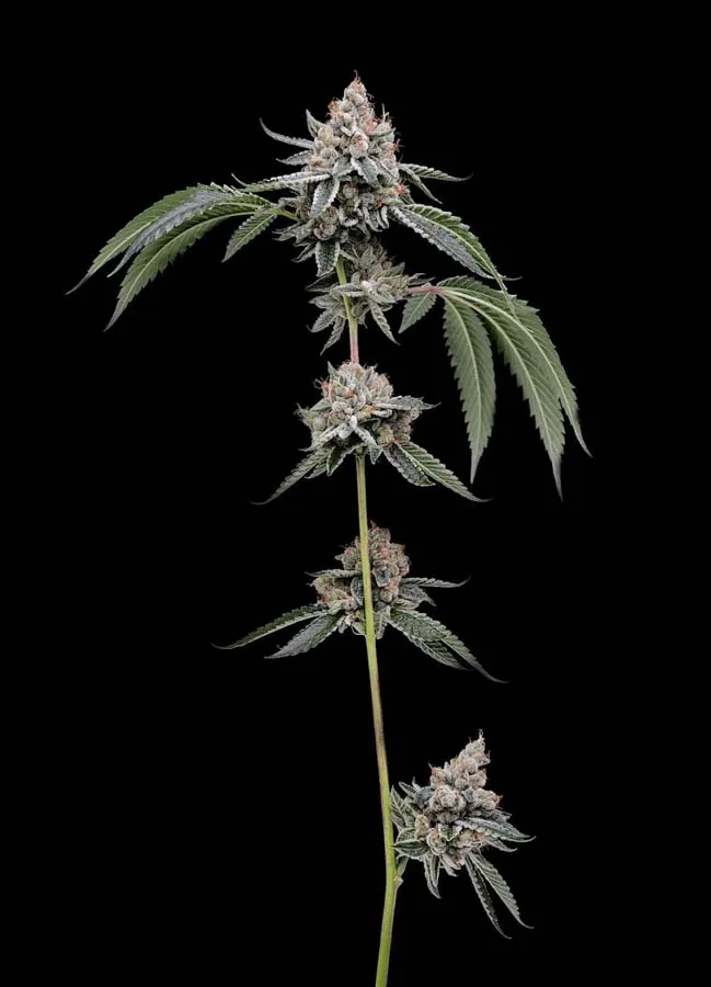 Chemhead 78 (Reg)