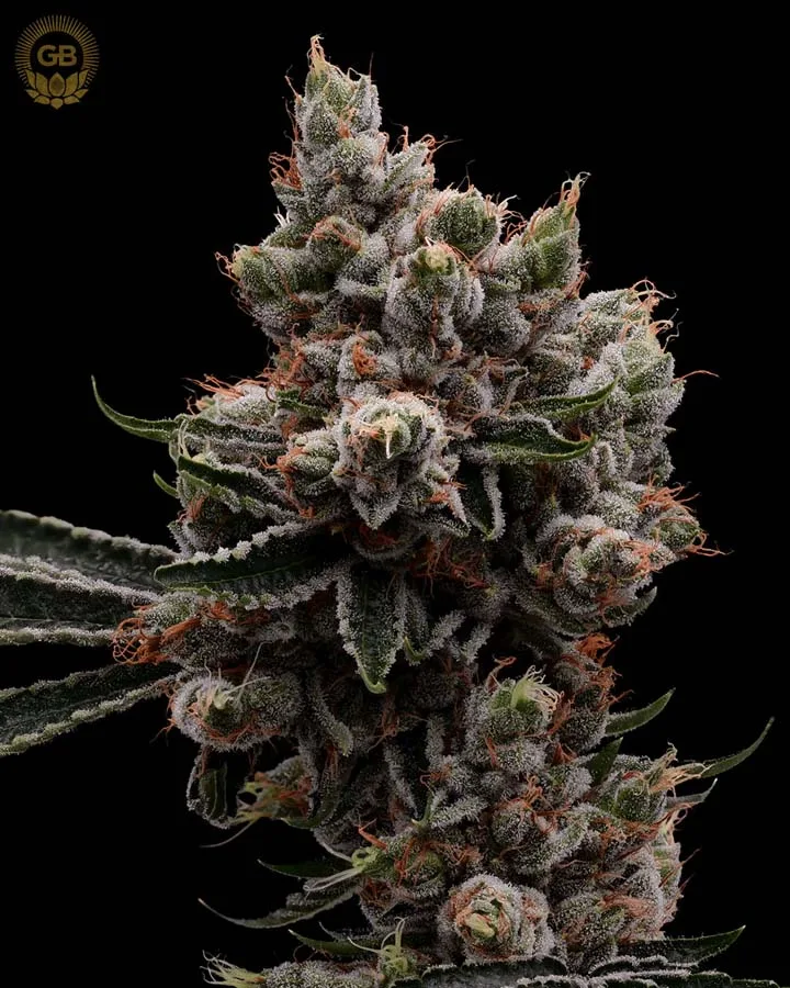 Skywalker 78 (Reg)