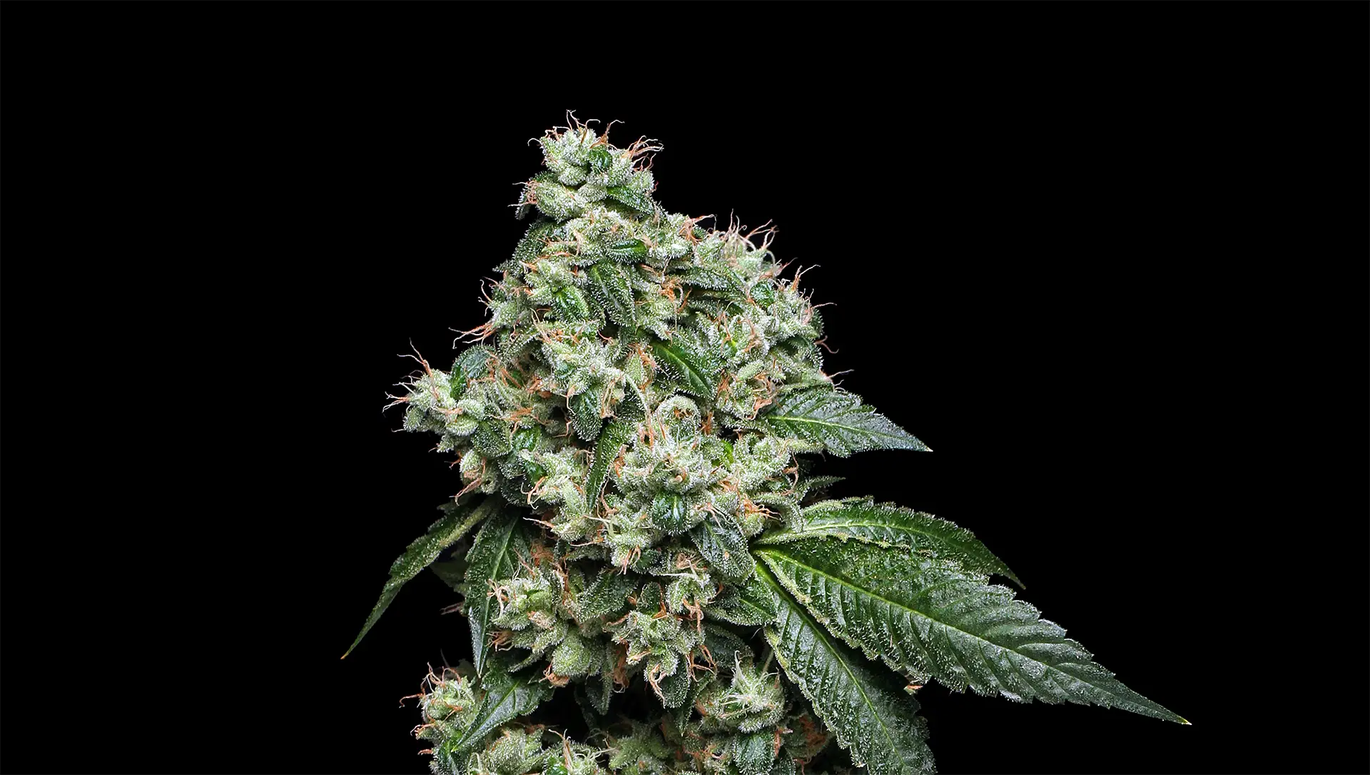 Sour Diesel: The High-Octane Heirloom of the Cannabis World
