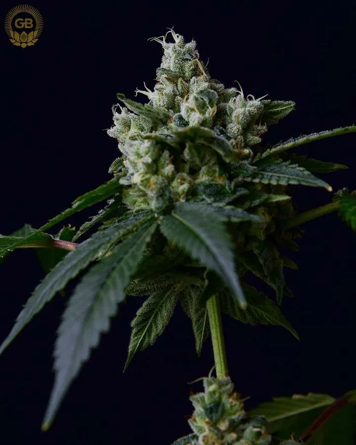 Sour Chem 78 (Reg)
