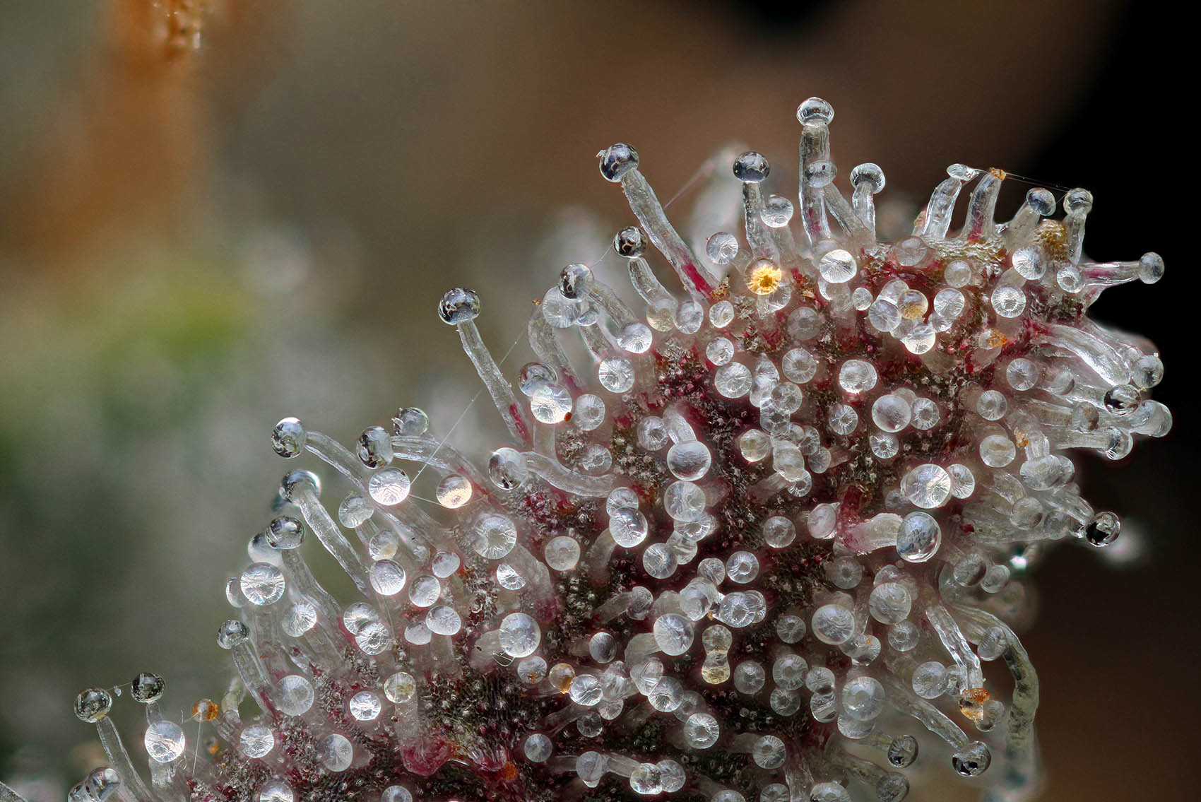 The Origins of Sour OG – Legendary Lineage, Elevated Expression