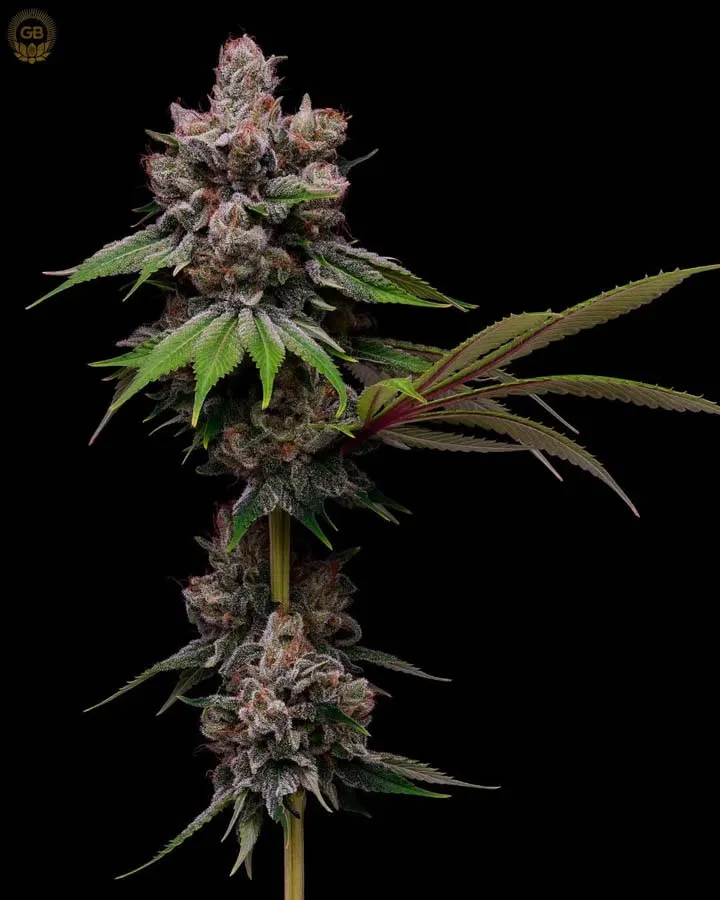 Golden Haze (Fem)